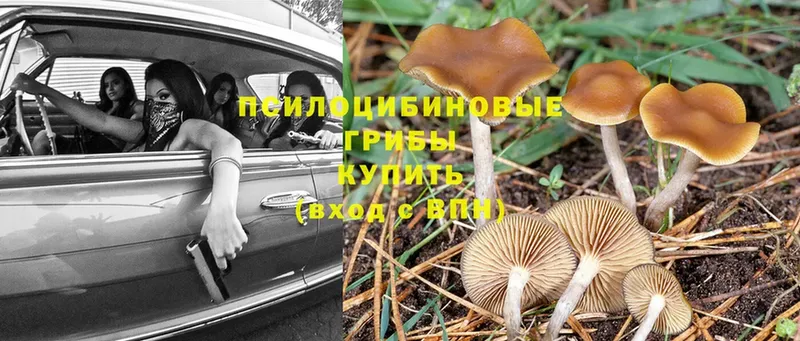 Псилоцибиновые грибы Cubensis  ссылка на мегу tor  Лабытнанги  купить  цена 